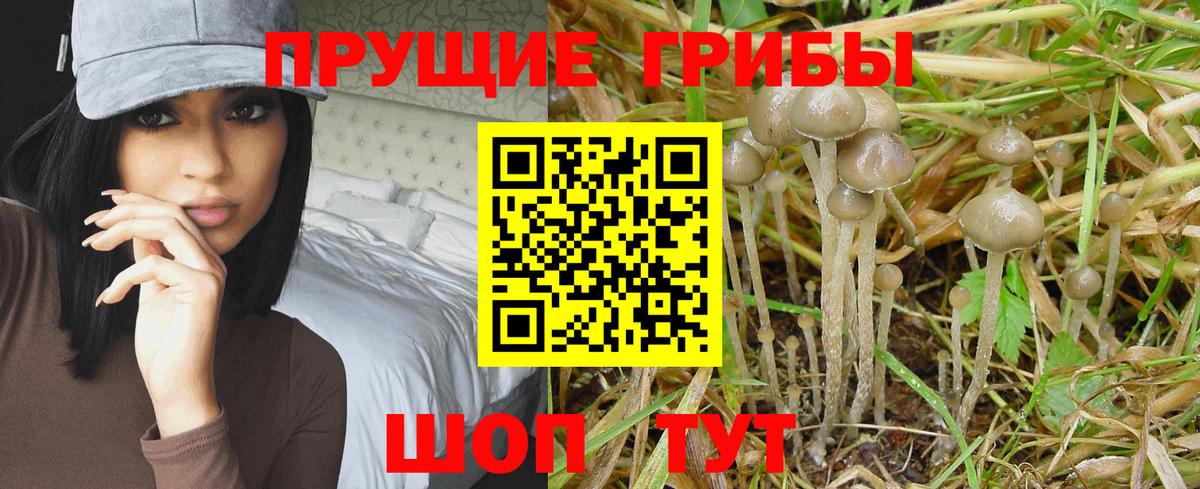 Псилоцибиновые грибы Cubensis Владимир